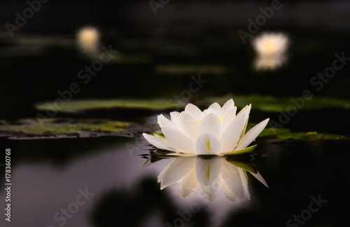 Plakat lilia wodna Piękny kwiat lotosu jest symbolem Buddy