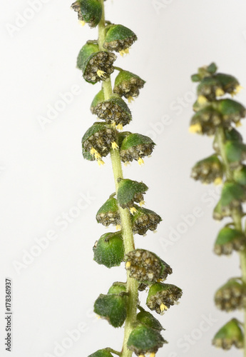 Photographie Ambrosiabluete, Ambrosia, artemisiifolia