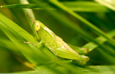 Mocro shot of the grasshopper