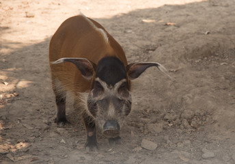 red river hog / African Wildlife