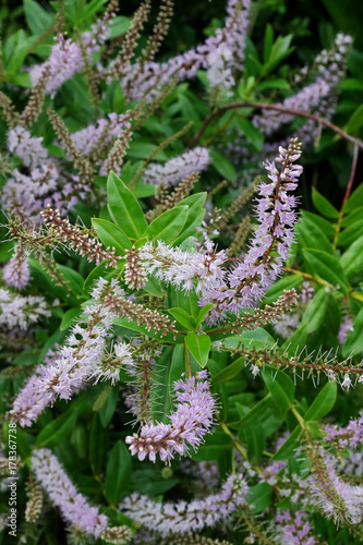 Plakat Hebe speciosa. Szczegóły kwiatów i liści wieloletnich krzewów. Typowe nazwy to hebursko-nowozelandzki, efektowny hebe i efektowna przetyczka.