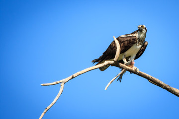 an osprey perched on a dead branch with his catch