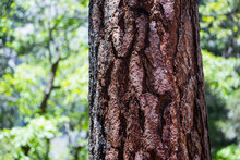 Ponderosa Pine Tree Bark In Yosemite National Park
