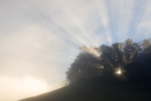Foggy Morning Sun Rays Through Trees