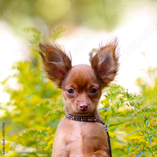 Portrait Of A Small Red Puppy On A Background Of Yellow Flowers A