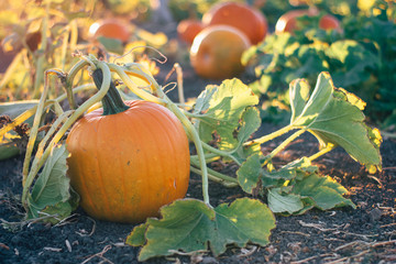 pumpkins on the vine in a garden pumpkin patch during golden hour