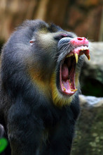 Mandril Monkey