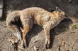 martwy lis, śmierć dzikich zwierząt, martwy drapieżnik