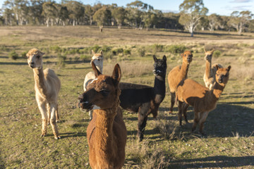 Alpacas farm in Australia