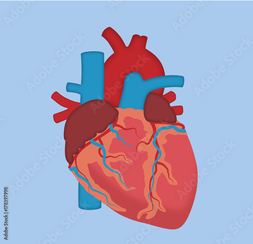 Anatomy Of The Human Heart Full View Vessels Are Colored