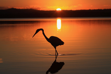 lake weyba heron queensland australia