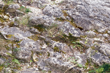 Stone wall with greenery. Texture of nature. Background for text, banner, label.