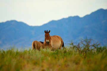 Wall Mural - Przewalski horses in the Altyn Emel National Park in Kazakhstan.  The Przewalski's horse or Dzungarian horse, is a rare and endangered subspecies of wild horse native to the steppes of central Asia. T