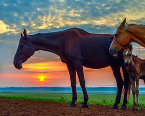 horses at sunset in a meadow 