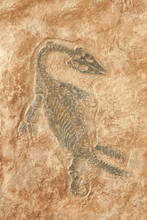 Fossil Of Prehistoric Lizard Skeleton On The Rock