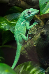 Canvas Print - Knight anole (Anolis equestris)