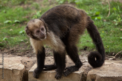 Cuadros en Lienzo Golden-bellied capuchin (Sapajus xanthosternos)