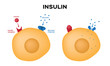 Insulin unlocks the cell's glucose channel