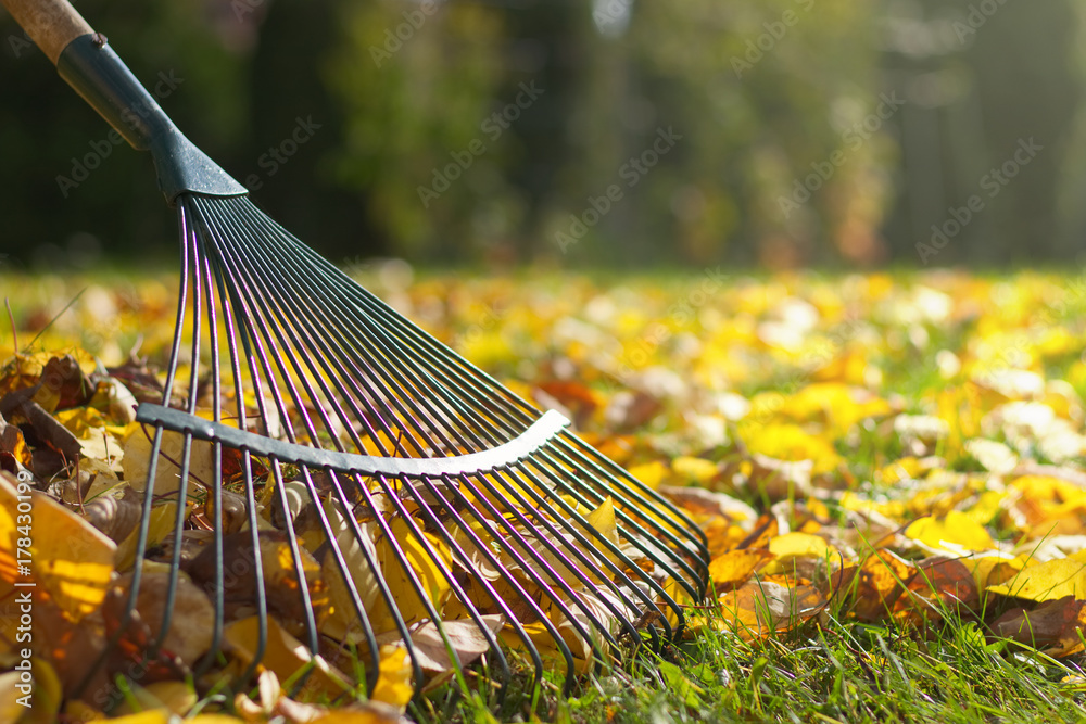 Raking fallen leaves in the garden , detail of rake in autumn season.  - obrazy, fototapety, plakaty 
