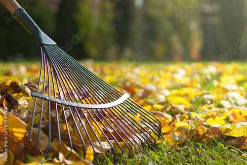 Fotografía Raking fallen leaves in the garden , detail of rake in autumn season