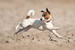 Jack russel terrier run fast on sand