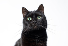 Muzzle Of Black Cat On A White Background