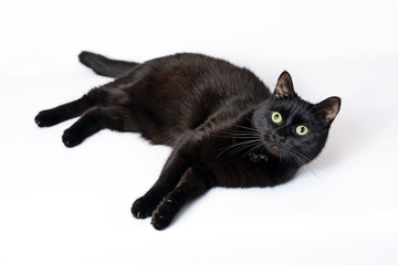 Wall Mural - Young black cat lying on a white background