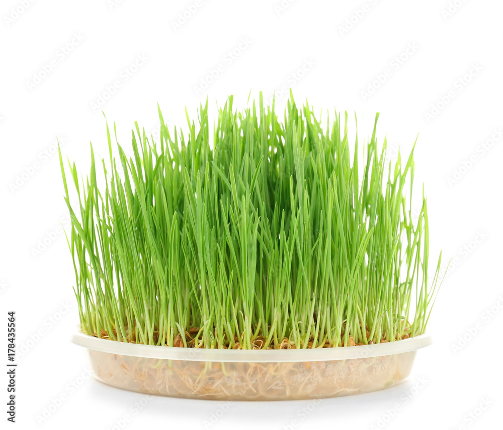 Healthy fresh wheat grass in container on white background