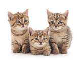 Fototapeta Koty - Three kittens.