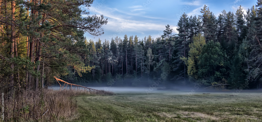 Obraz na płótnie the fog melts in a clearing in a pine forest w salonie