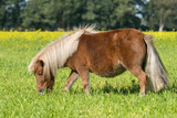 Shetlandpony