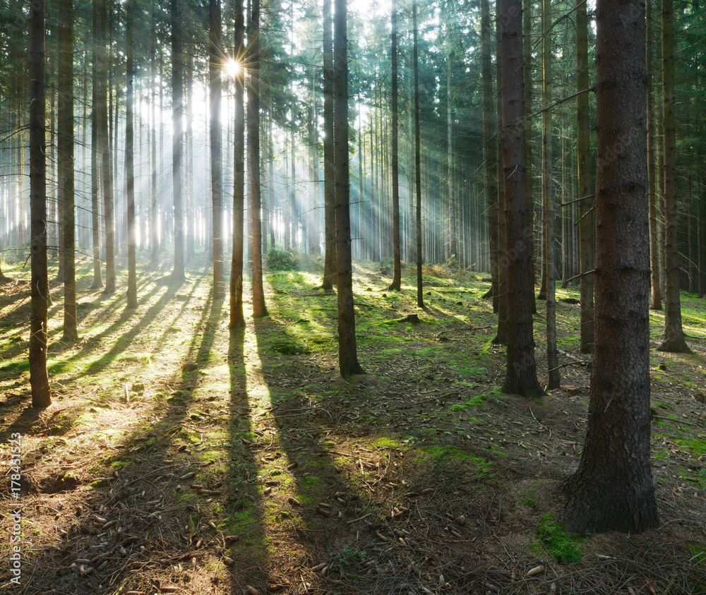 Spruce Tree Forest, Sunbeams through Fog - obrazy, fototapety, plakaty 