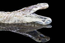 Shedding Snake Skin With Reflection, Head Shot,isolated On Black Background