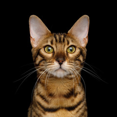 Wall Mural - Portrait of Gold Bengal Cat isolated Black Background, front view