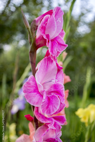 Plakat Gladiolus hortulanus ornamentacyjni kwiaty w kwiacie, jaskrawy różowy purpura kolor