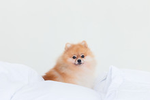 Cute Pomeranian Dog Sit On Human Bed.