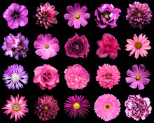 Mix Collage Of Natural And Surreal Pink And Purple Flowers 20 In 1: Peony, Dahlia, Primula, Aster, Daisy, Rose, Gerbera, Clove, Chrysanthemum, Cornflower, Flax, Pelargonium Isolated On Black