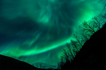Wall Mural - Amazing Aurora Borealis in North Norway above trees, above Tromsdalstinden mountain, Tromso City,