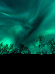Wall Mural - Amazing Aurora Borealis in North Norway above trees, Tromso City,