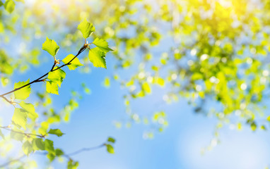 Poster - Spring natural background with young birch leaves