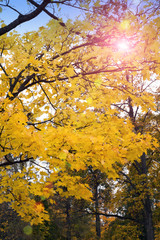 Wall Mural - bright autumn tree in park