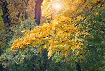 Wall Mural - bright autumn tree in park
