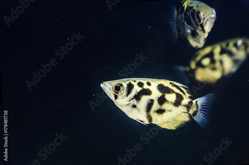 Zdjęcie XXL Piękne ryby akwariowe