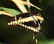 Brasilianischer Schwalbenschwanz, Schmetterling 
