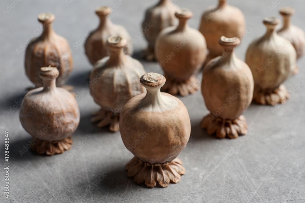Dried poppy heads on grey background