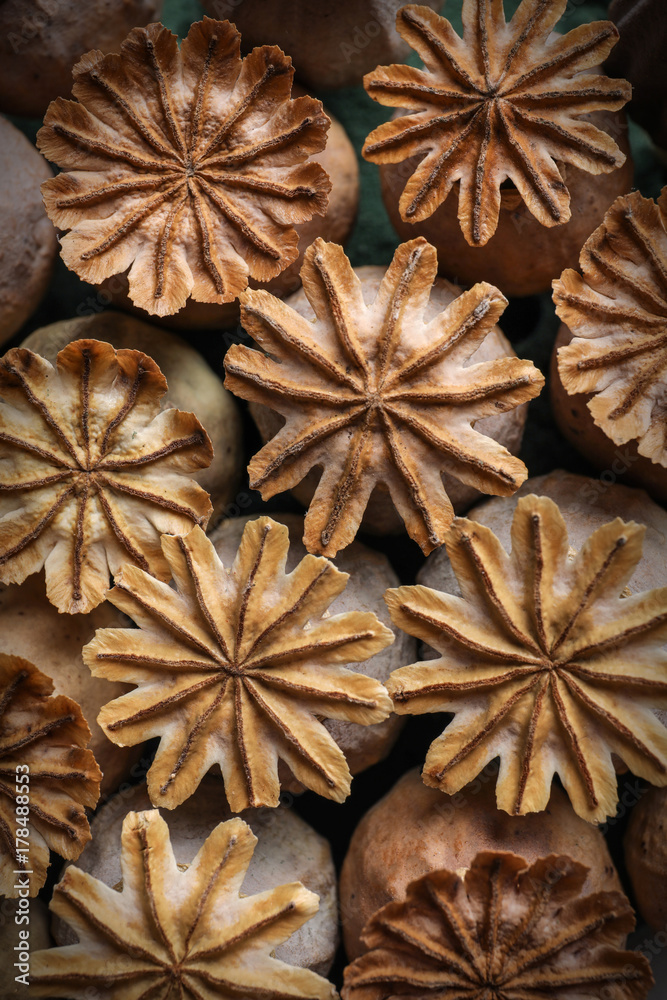 Dried poppy heads, close up