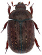 chrząszcz jelonkowaty Lucanidae Aesalua