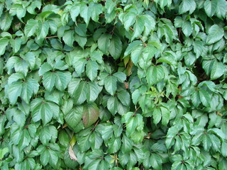 Green ivy covered wall as background image