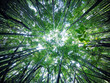 Hawaiian Bamboo