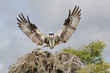 © Clemens Vanderwerf - Osprey landing on a nest with tree branches and spanish moss in Florida